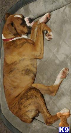 Hoffdog Picture 2